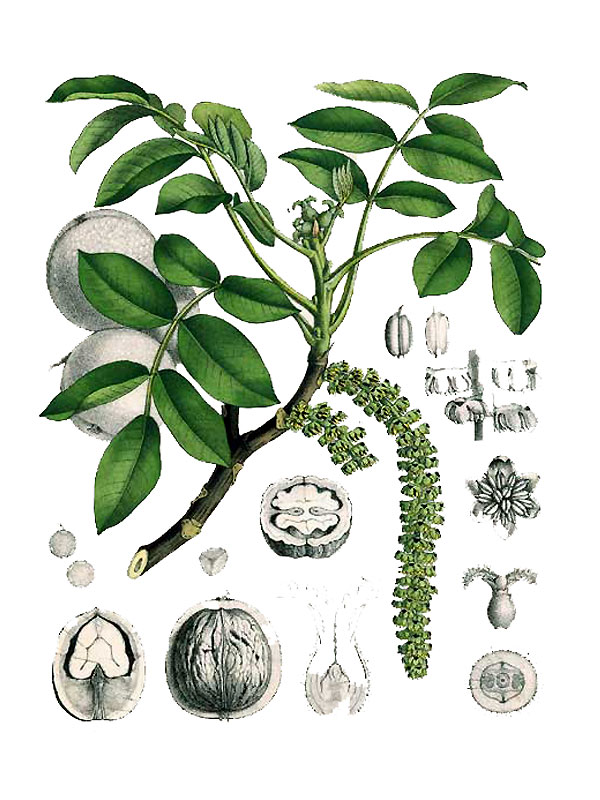 Juglans regia