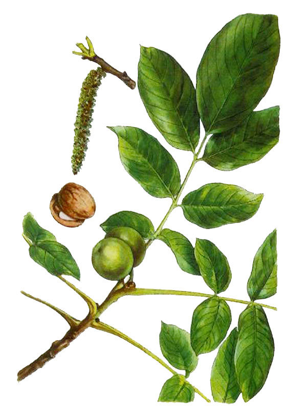 Juglans regia