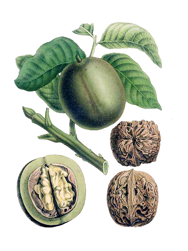 Juglans regia