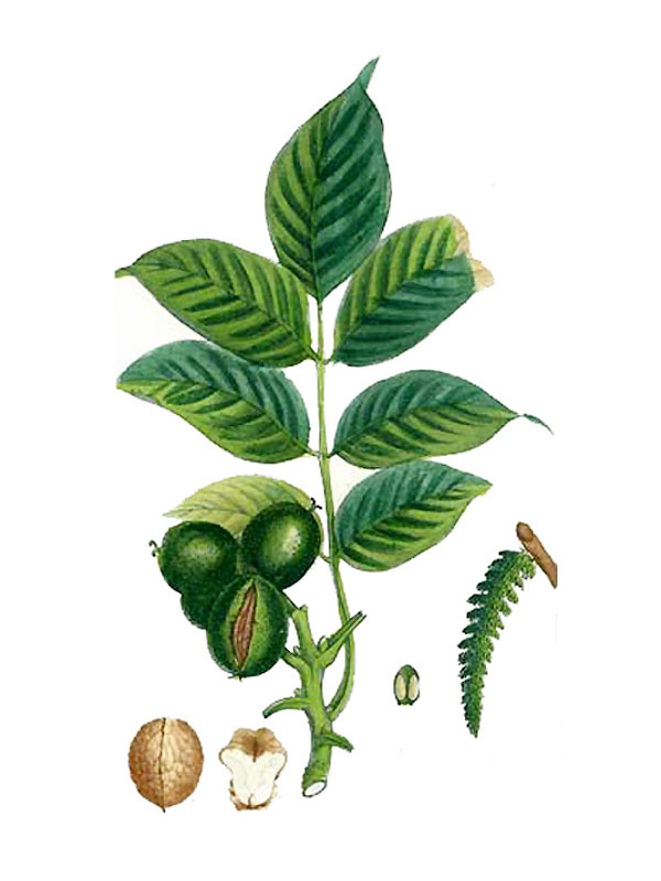 Juglans regia