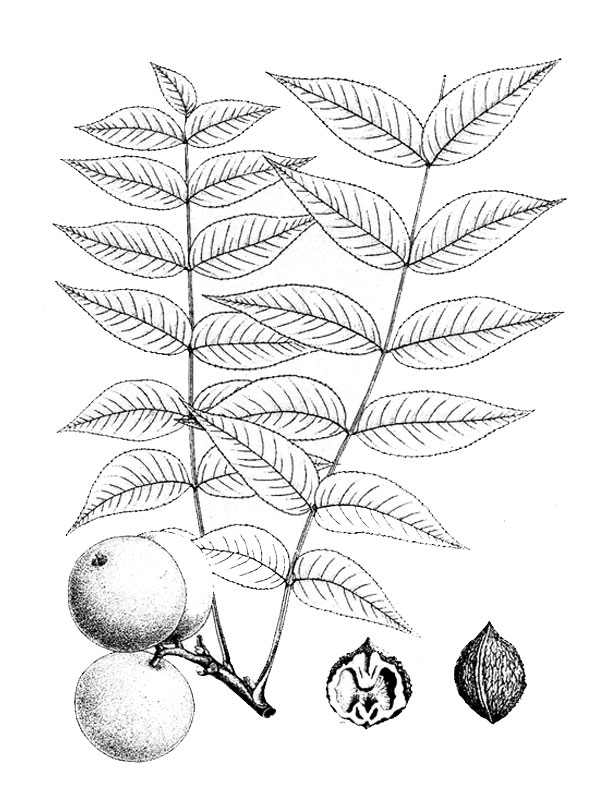 Juglans regia