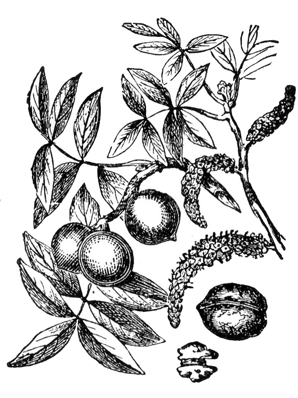Juglans regia