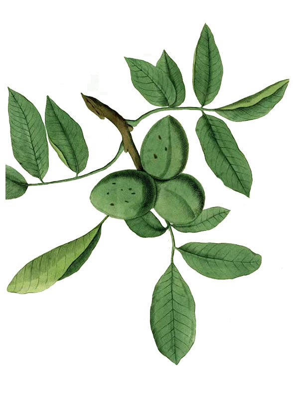 Juglans regia