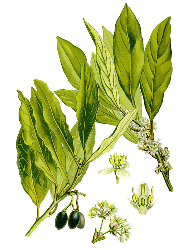 Laurus nobilis