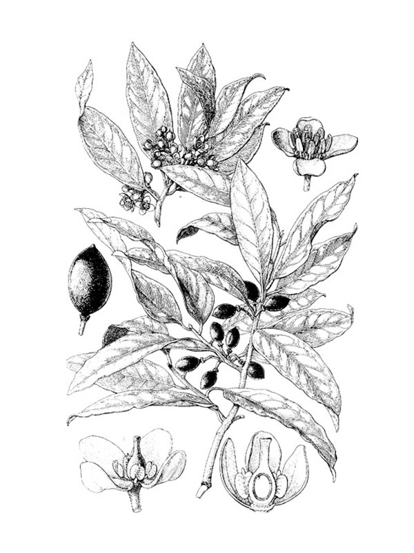 Laurus nobilis