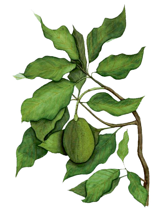 Persea americana