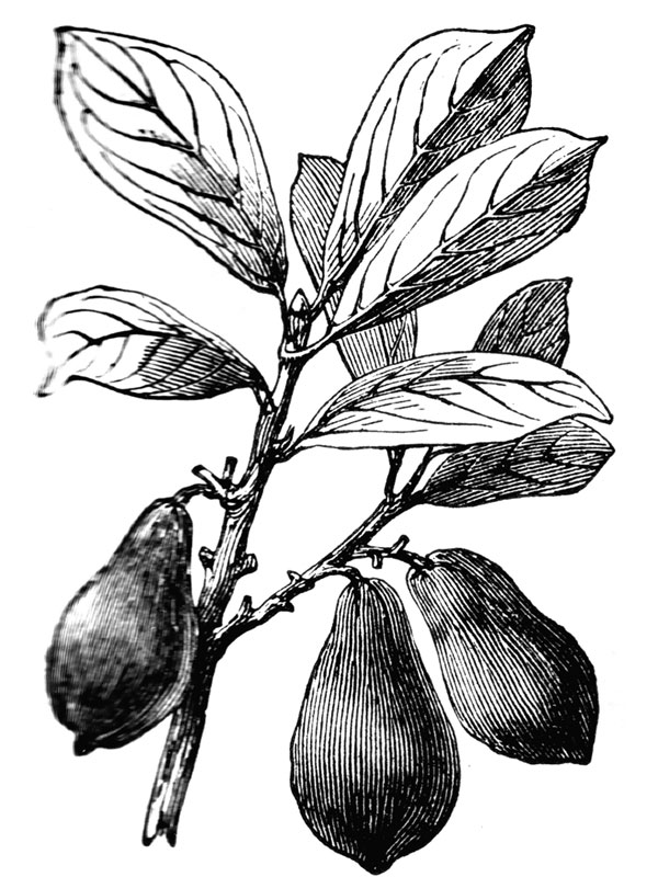 Persea americana
