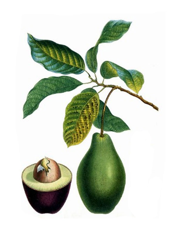 Persea americana