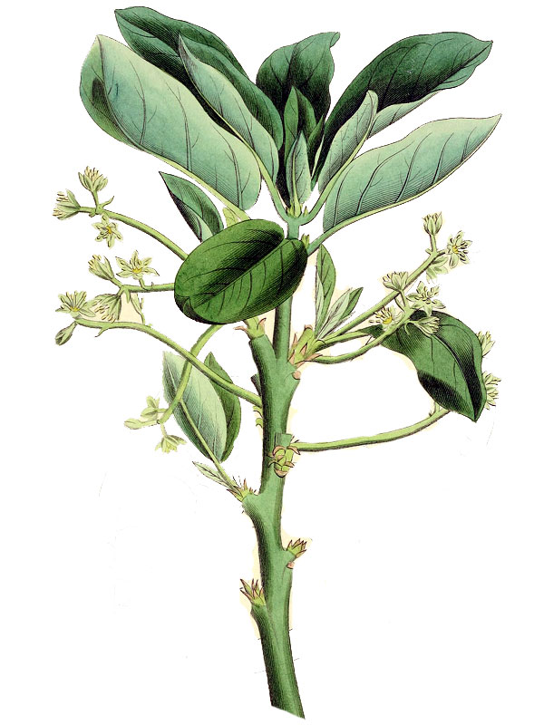 Persea gratissima