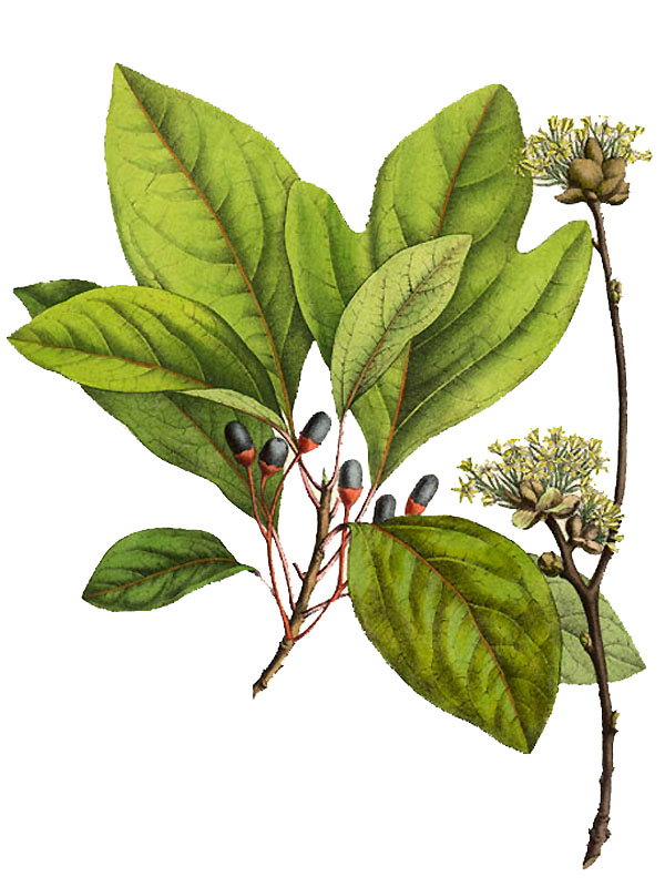 Sassafras officinale