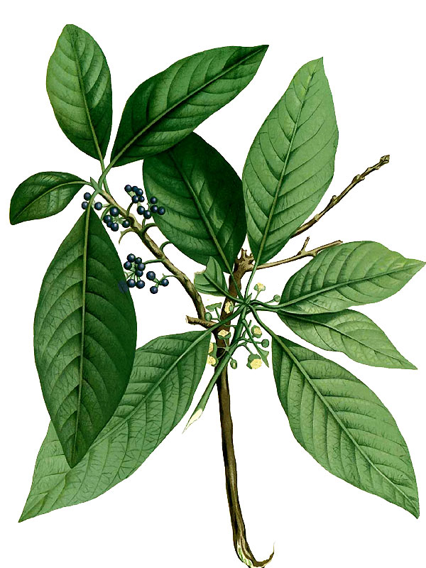 Sebifera glutinosa