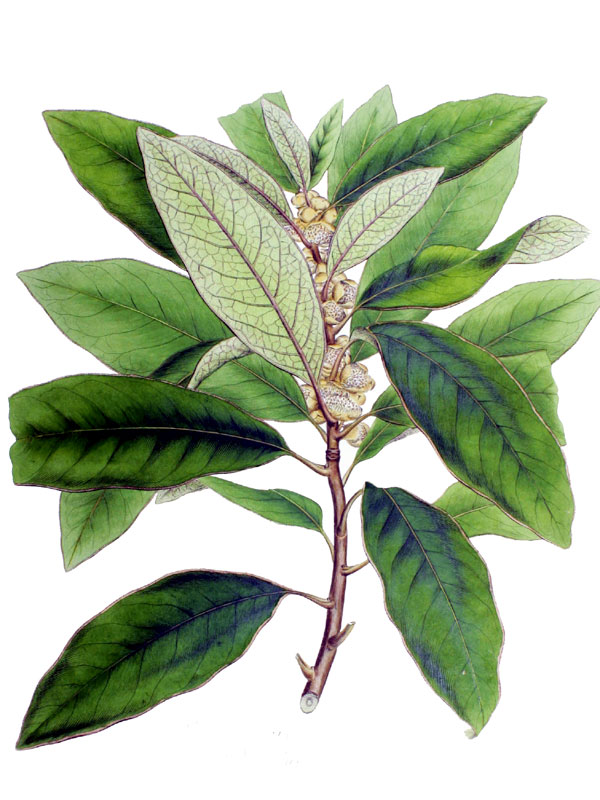 Tetranthera japonica