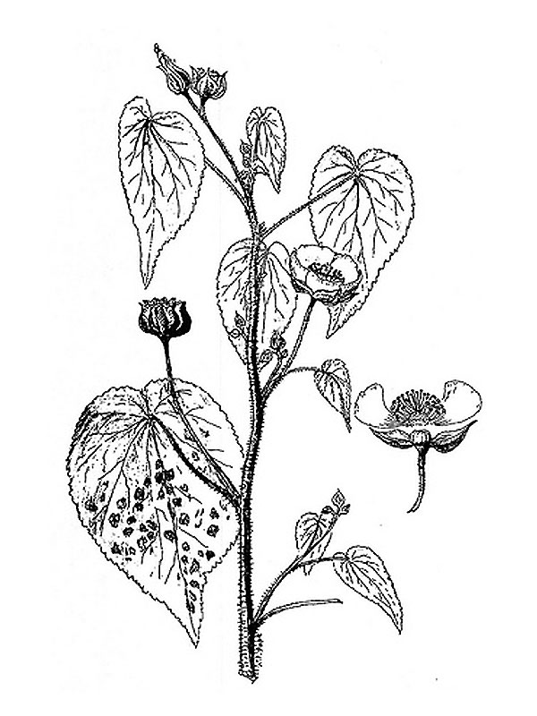 Abutilon grandifolium