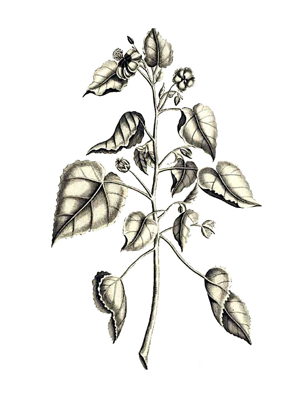 Abutilon indicum