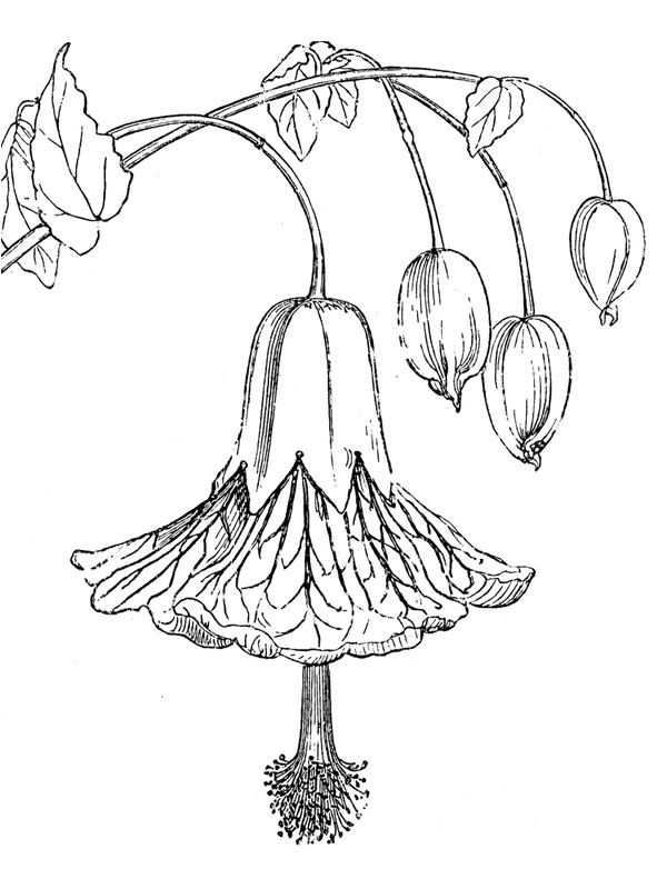 Abutilon insigne