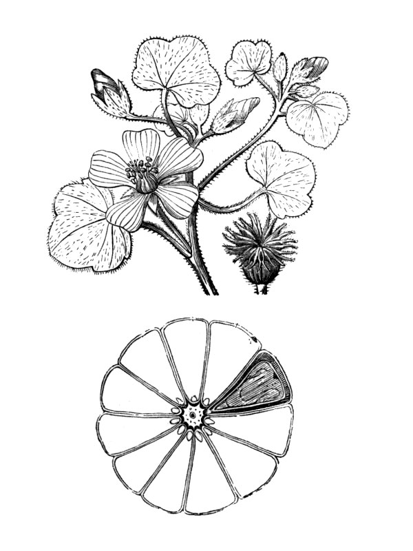 Abutilon macropodum