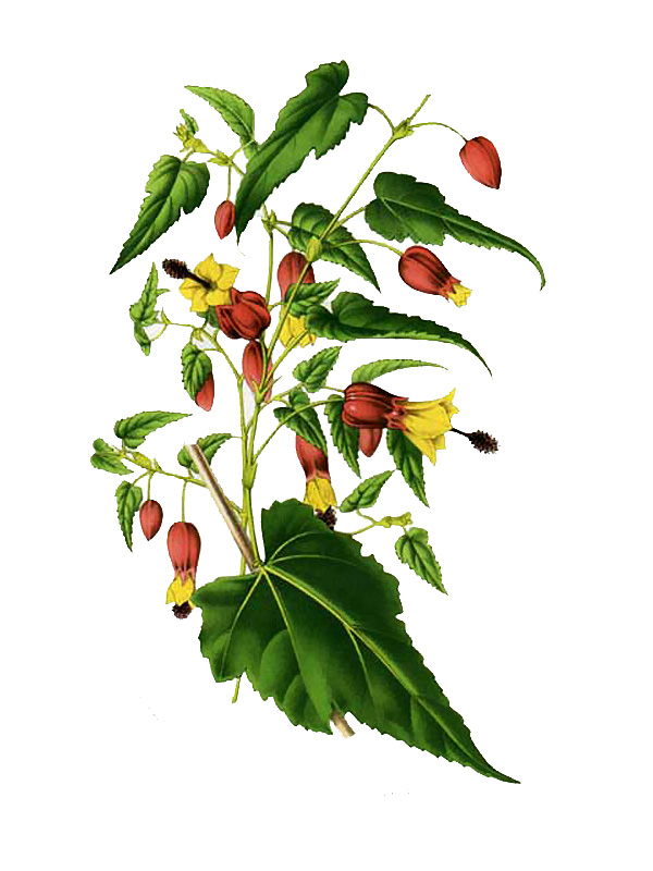 Abutilon megapotamicum