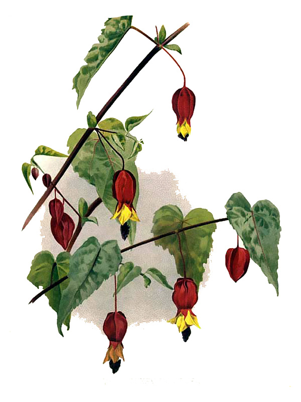 Abutilon megapotamicum