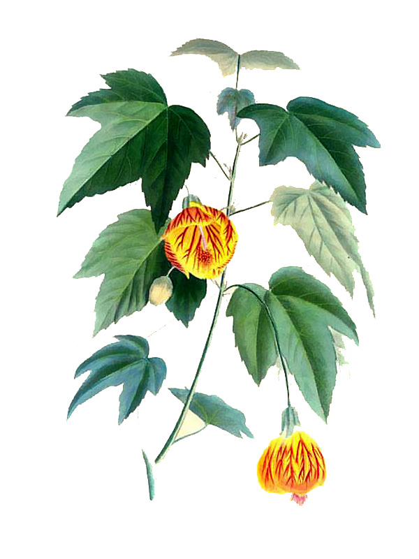 Abutilon pictum
