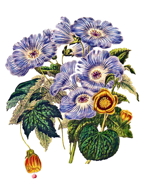 Abutilon striatum