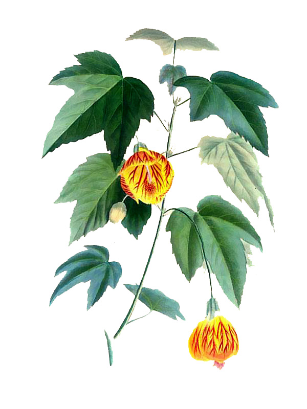 Abutilon striatum