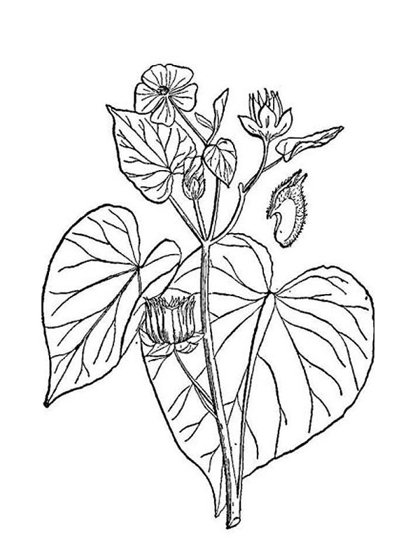 Abutilon theophrasti