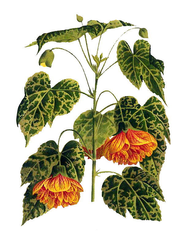 Abutilon thompsonii
