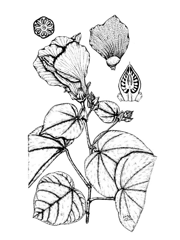 Abutilon tiliaceus