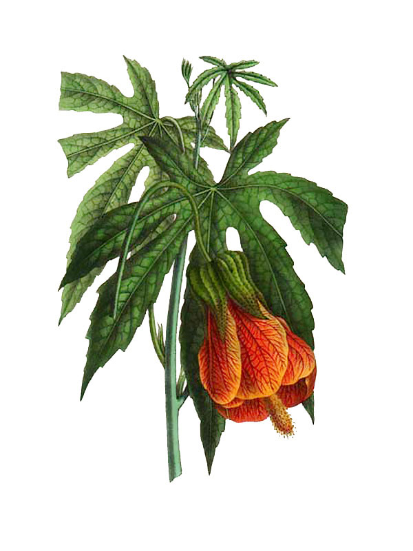 Abutilon venosum