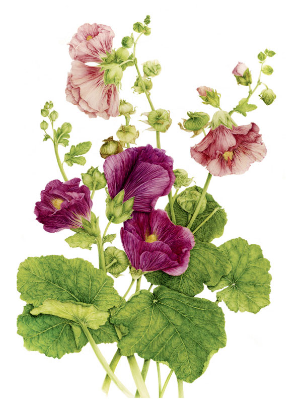 Alcea rosea