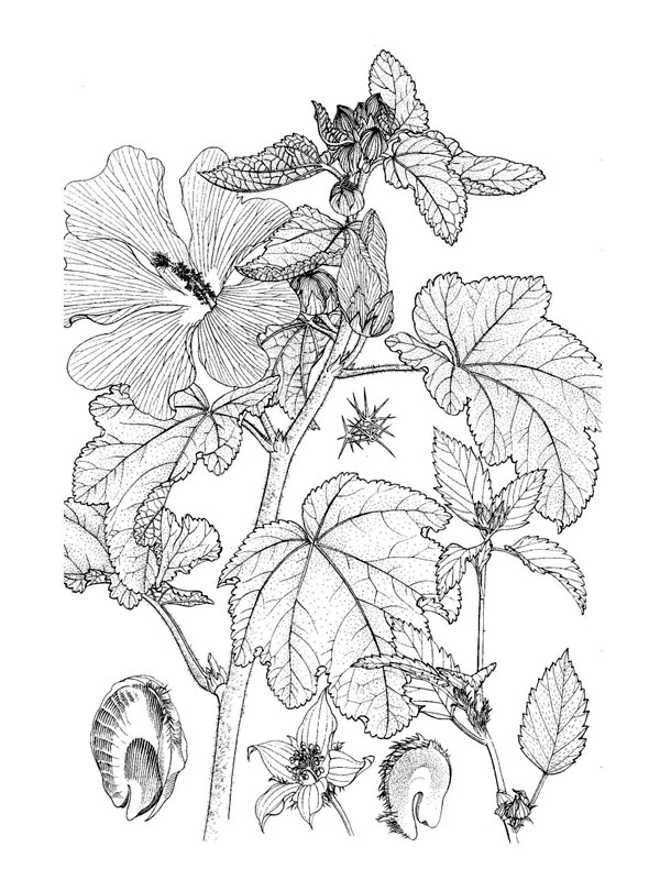 Alcea rosea