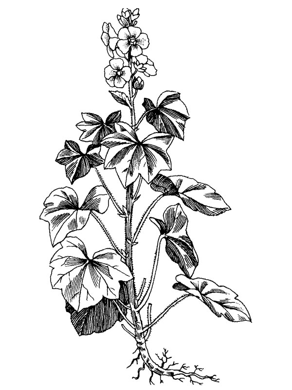 Alcea rosea