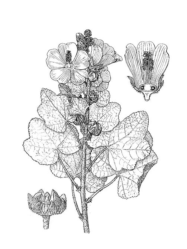 Alcea rosea
