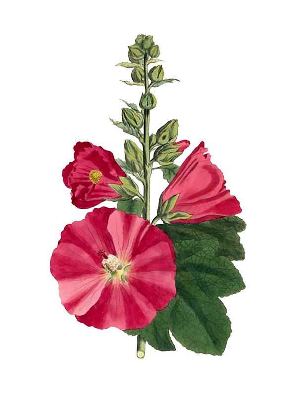 Alcea rosea