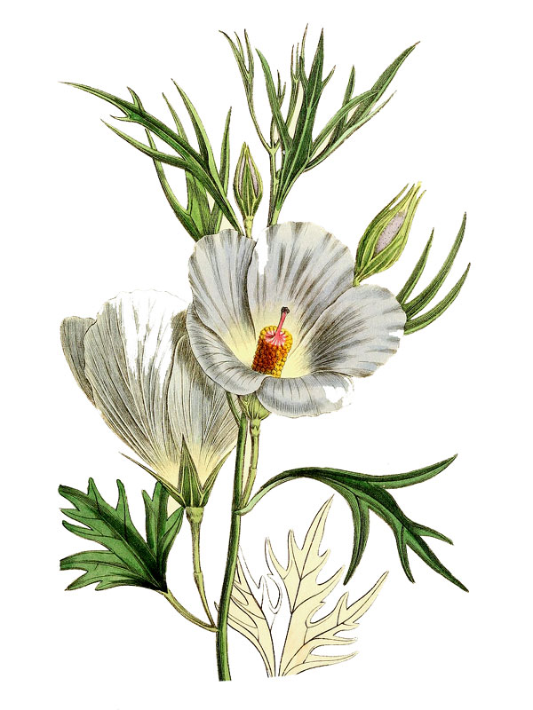 Alogyne hakeifolia