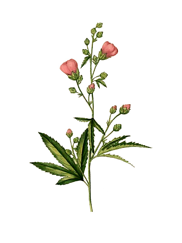 Althaea cannabina