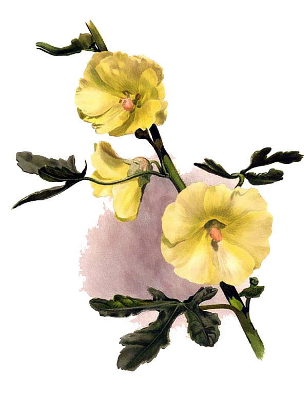 Althaea ficifolia