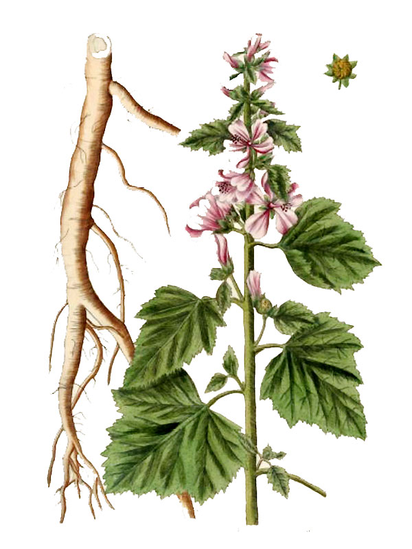 Althaea officinalis