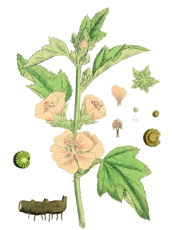 Althaea officinalis