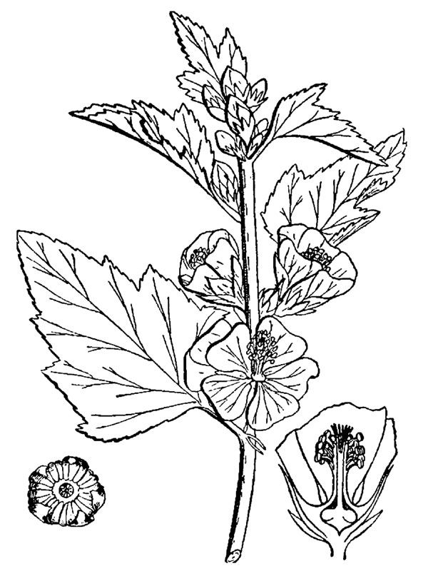 Althaea officinalis