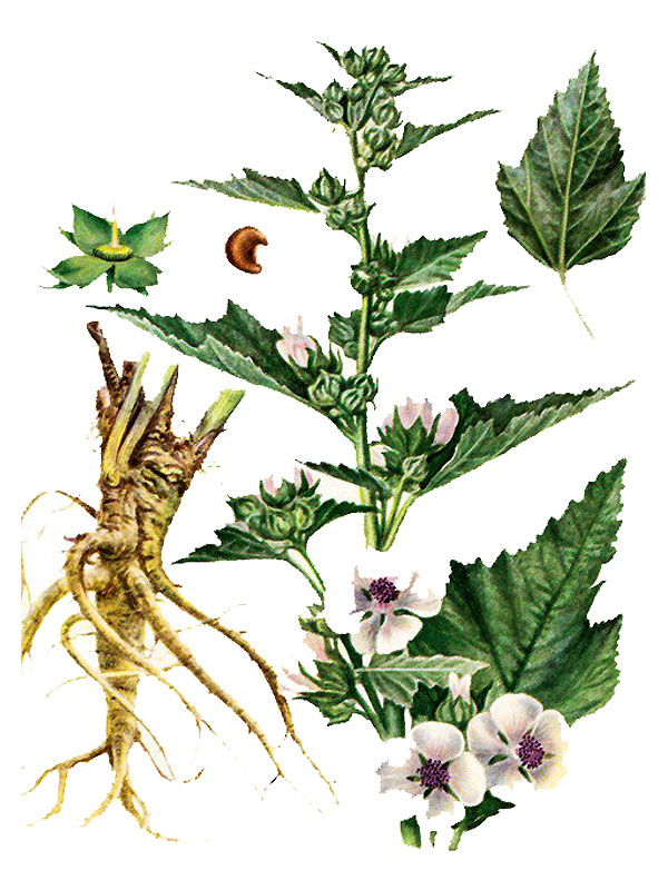 Althaea officinalis