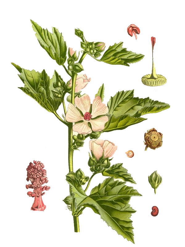 Althaea officinalis
