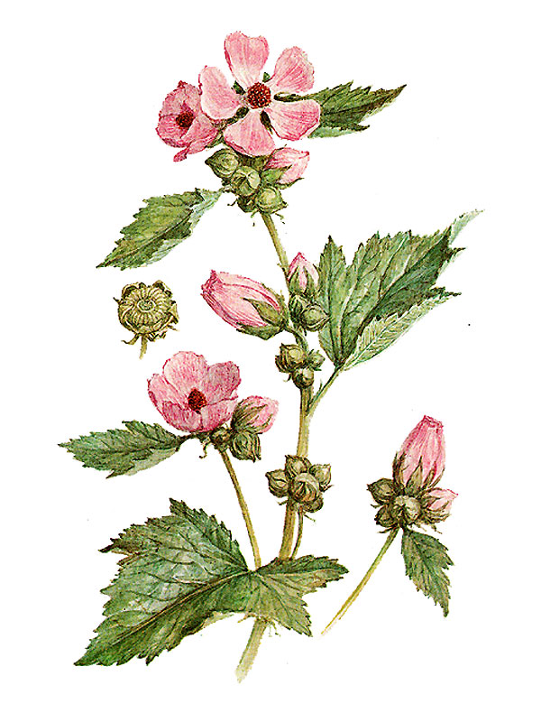 Althaea officinalis