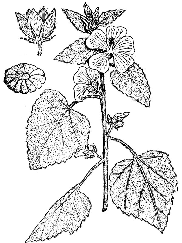 Althaea officinalis