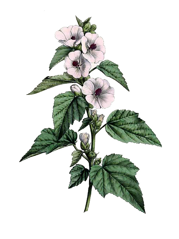 Althaea officinalis