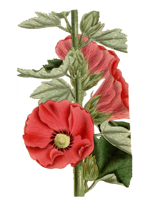 Althaea rosea