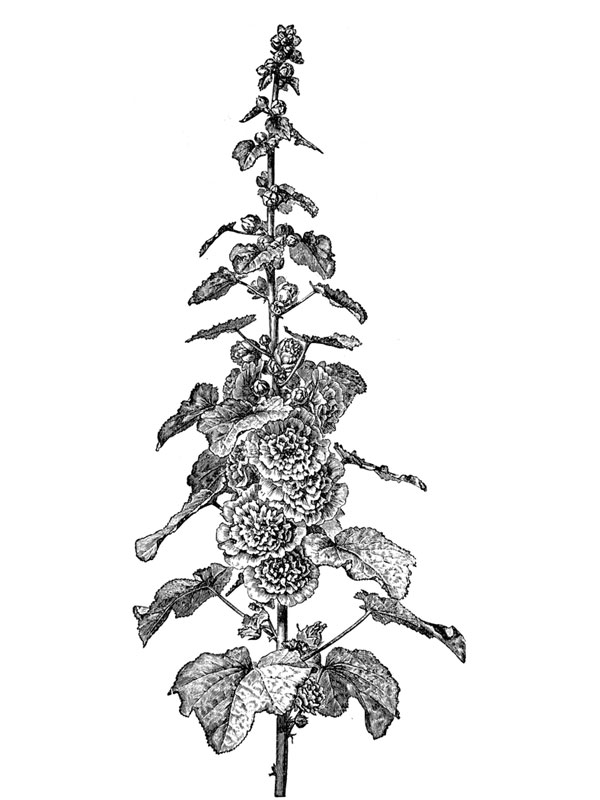 Althaea rosea
