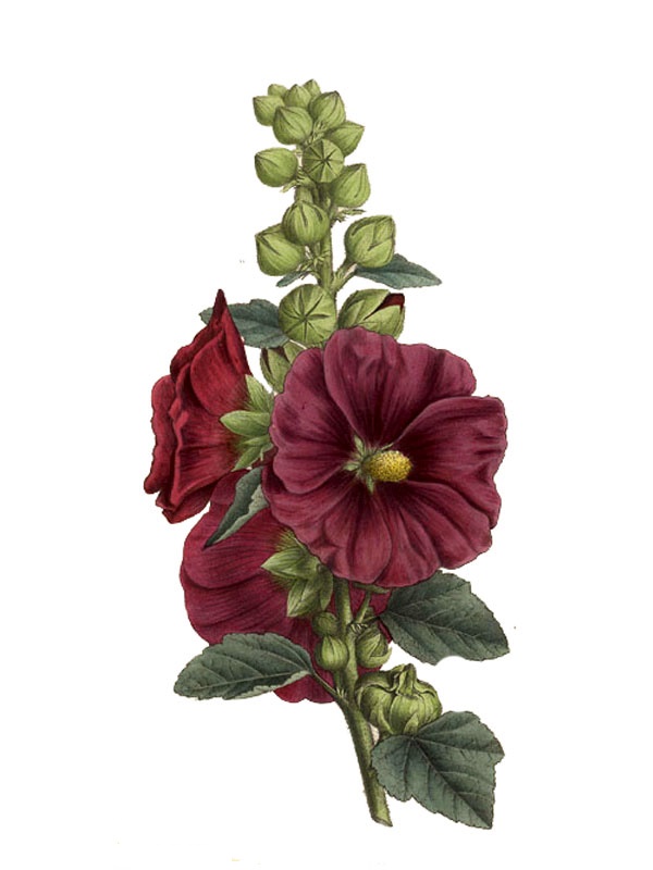 Althaea rosea