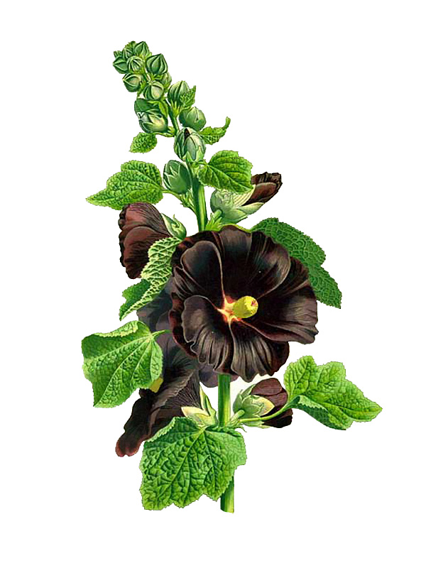 Althaea rosea