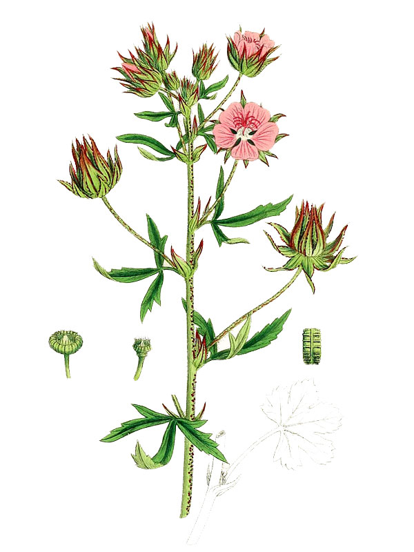 Althea hirsuta
